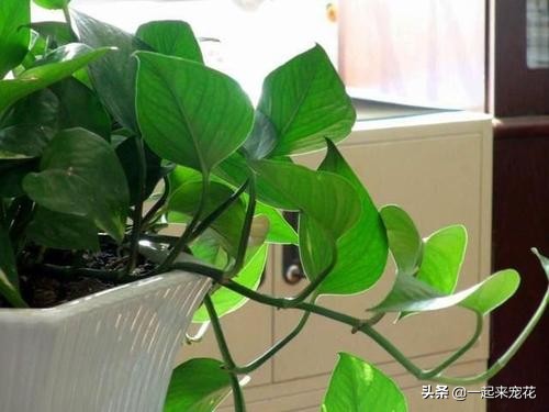 透明壳可以用来养花吗,花生壳当肥料养花可以么