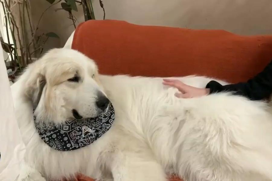 大白熊犬撒娇视频,150多斤的大白熊犬