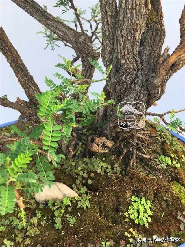 文人杂木盆景精品欣赏,可以做盆景的杂木图片大全