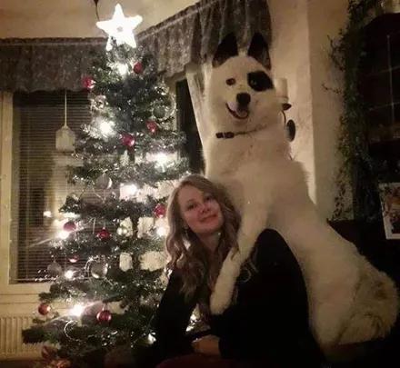 哈士奇和萨摩结合，生下了只超丑的宝宝，可没想到长大后这么飒