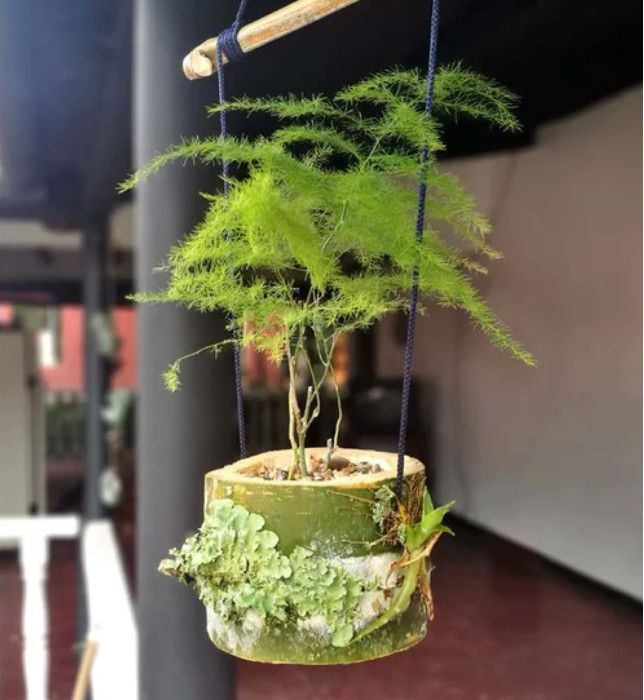 竹筒种文竹,竹筒文竹