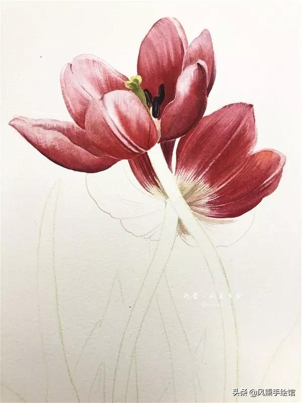 怎么用水彩笔画郁金香教程,粉色水彩郁金香怎么画图片