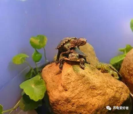 硝化菌粉末的激活培养方法,不加硝化菌液多久能培养成功