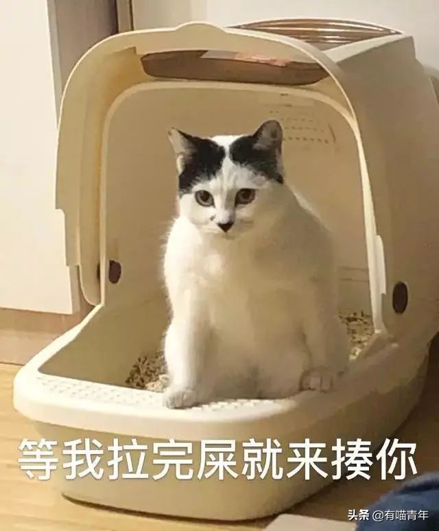 猫咪拉屎姿势好笑,猫咪拉屎搞笑表情