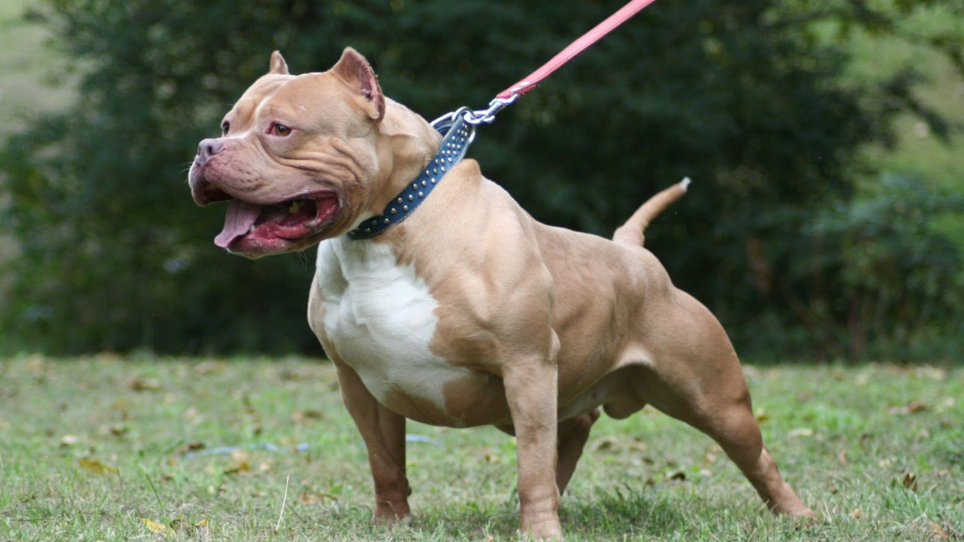 世界上最大的狗藏獒哈士奇,中国十大名犬哈士奇