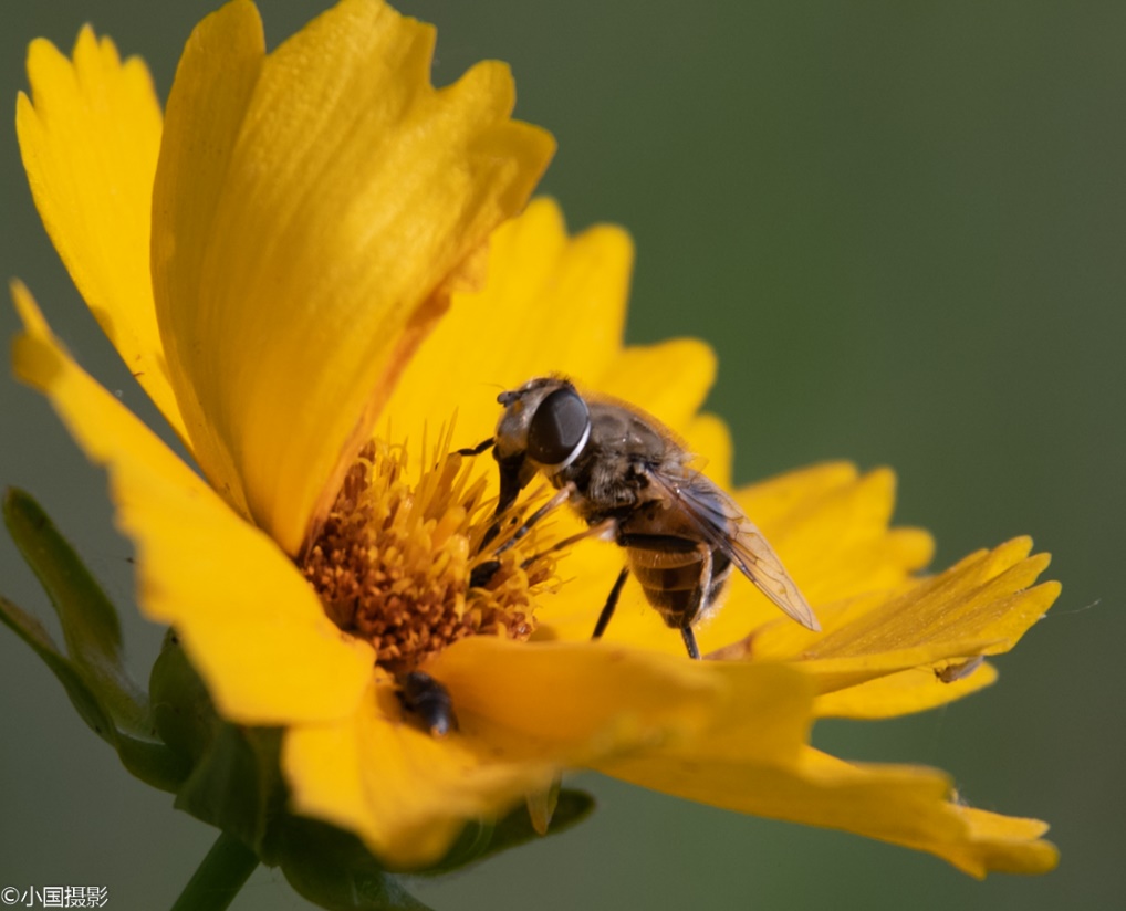 剑叶金鸡菊盆栽,重瓣剑叶金鸡菊图片