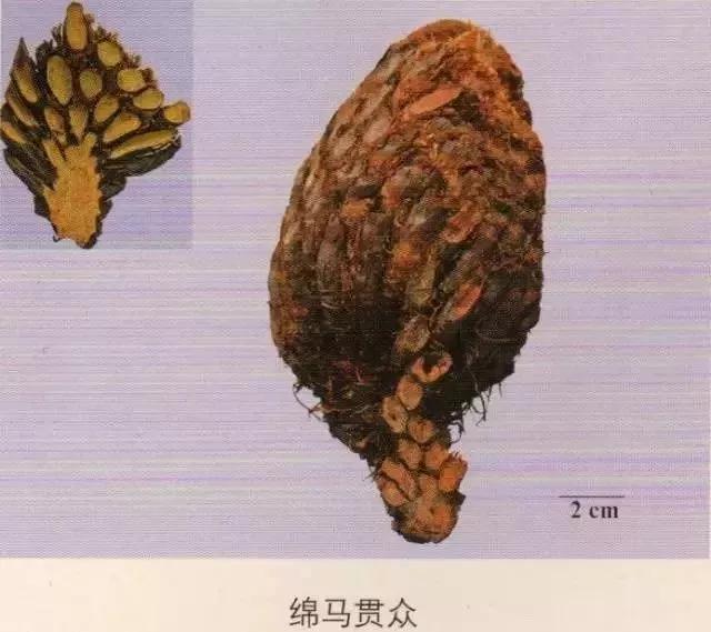 中药材图片大全大图带药名,200多味中药材图谱带图