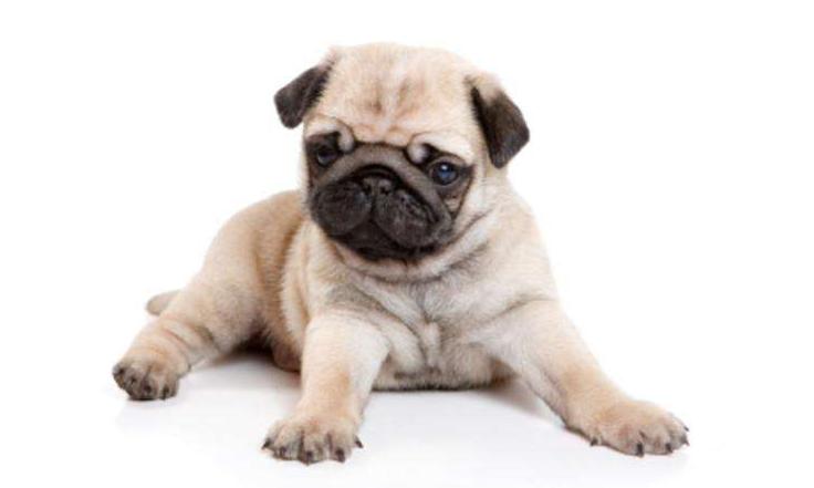 新手养巴哥犬需要注意什么,巴哥犬饲养注意事项大全图片