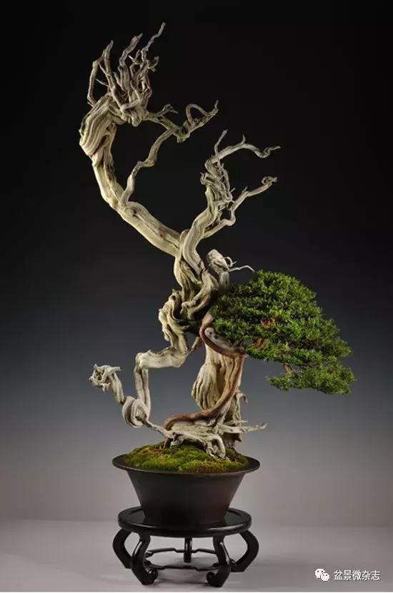 舍利神枝,神枝和舍利有什么区别