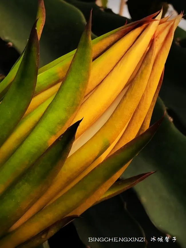 做把“村姑”，走进海南灯火灿烂的火龙果园