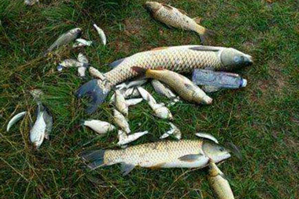 钓鲫鱼串钩绑线全套方法,手竿单钩通线钩离铅坠多远最好