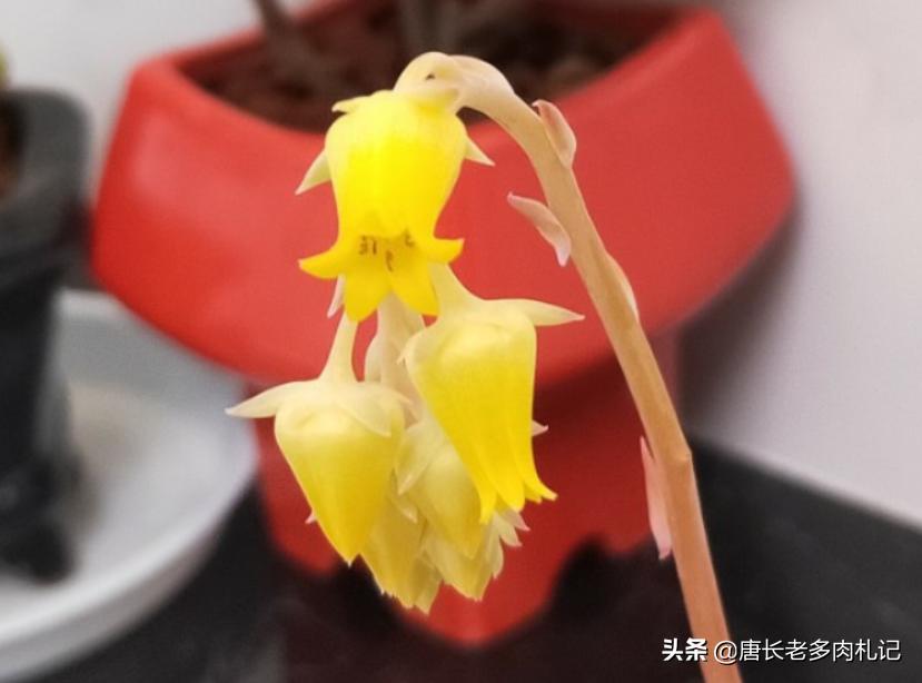 多肉荷花开花是怎么回事,多肉荷花开花时的样子