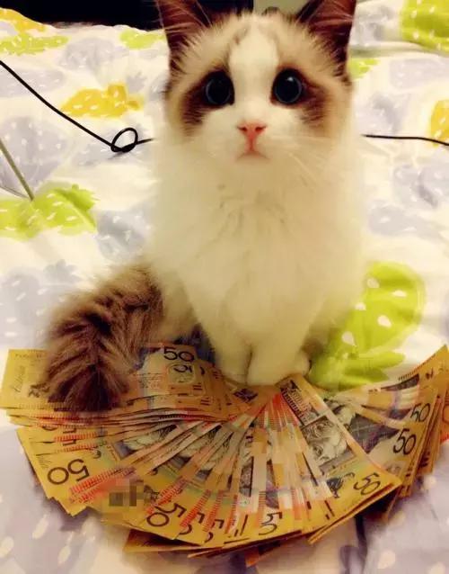 关于招财猫的网名,关于招财猫的知识