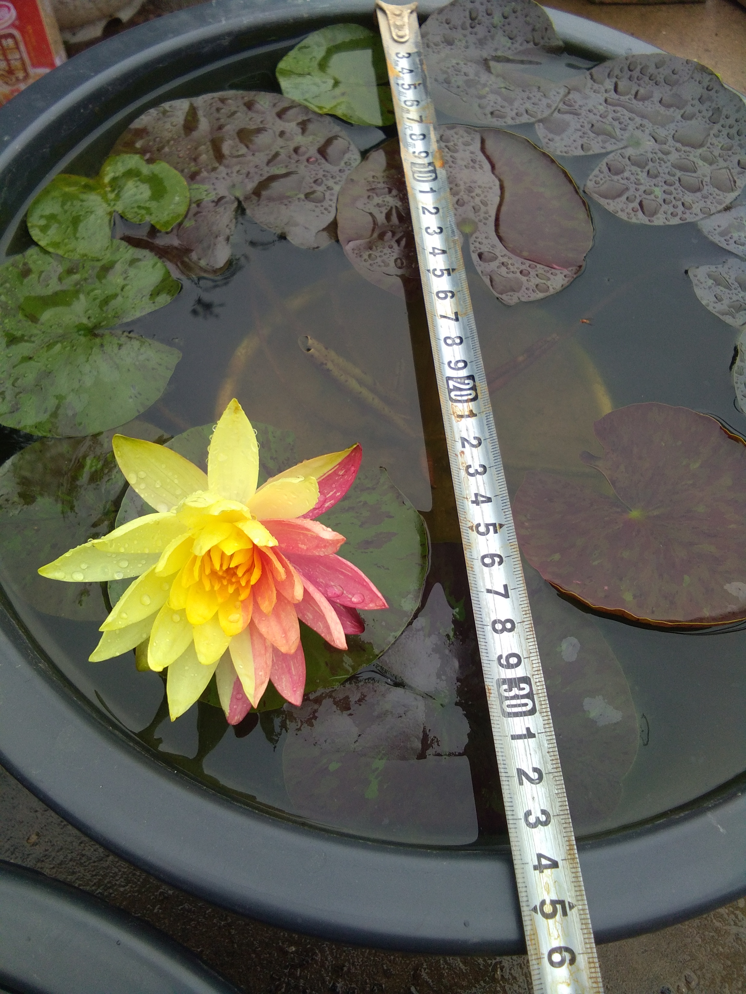 睡莲女王万维莎冬季要引入室内吗,万维莎睡莲图片大全