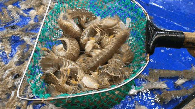 连云港本地吃海鲜攻略速来看,连云港旅游海鲜美食