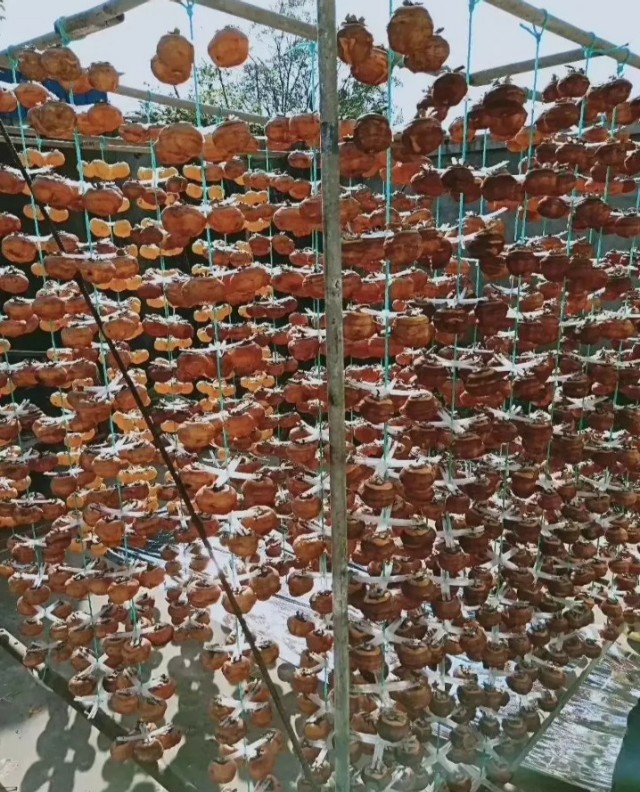 树上的柿子为什么要采摘,摘柿子为什么要留一个