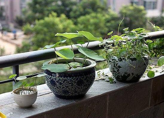 碗莲培育全过程视频,碗莲培育壮苗