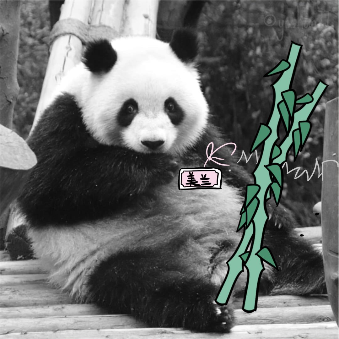 欧洲第一只大熊猫,第一只被带到国外的大熊猫