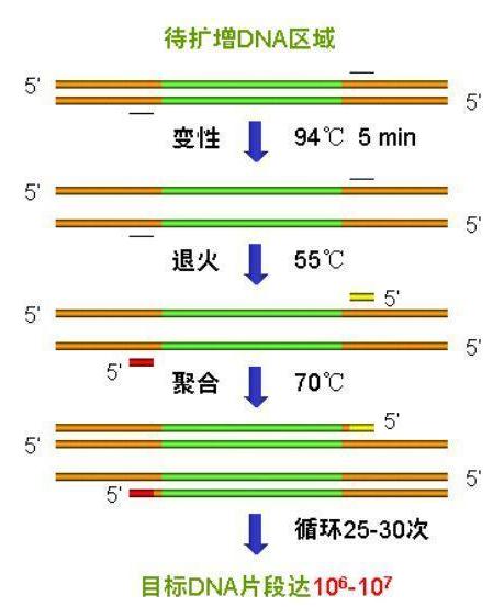 pcr仪操作全过程,pcr仪的详细使用步骤