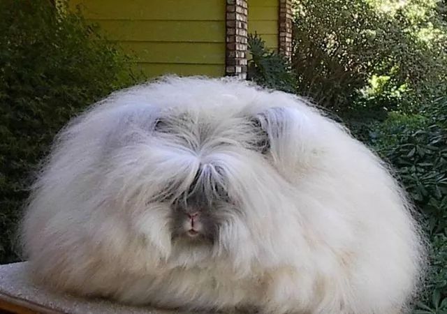 不忍直视世界罕见的十大变异动物,不忍直视世界罕见的十大动物