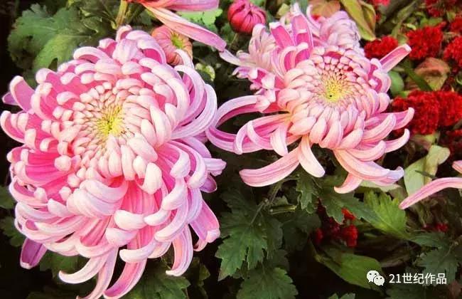 雨霖铃十二首原唱,朗诵经典作品雨霖铃