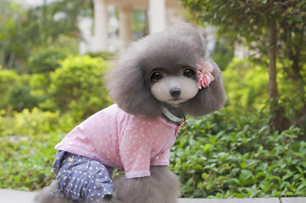 泰迪狗幼犬不吃狗粮怎么办,泰迪犬不吃狗粮怎么解决