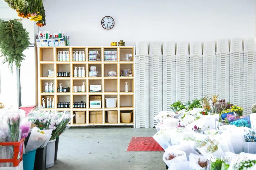 最便宜的北京花市,北京超好逛的花市