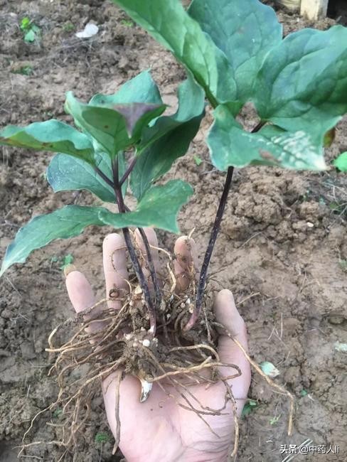 公认十大抗癌中草药,抗癌中药重楼的功效