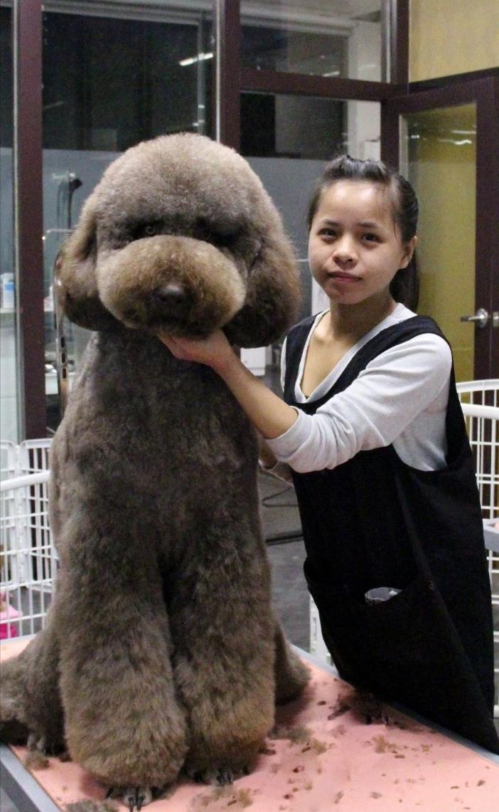 巨型贵宾犬毛色越来越淡怎么办,养一只巨型贵宾犬一个月多少钱