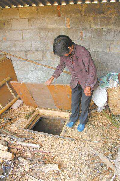 大姜高产栽培技术最新视频,大姜高产种植全过程