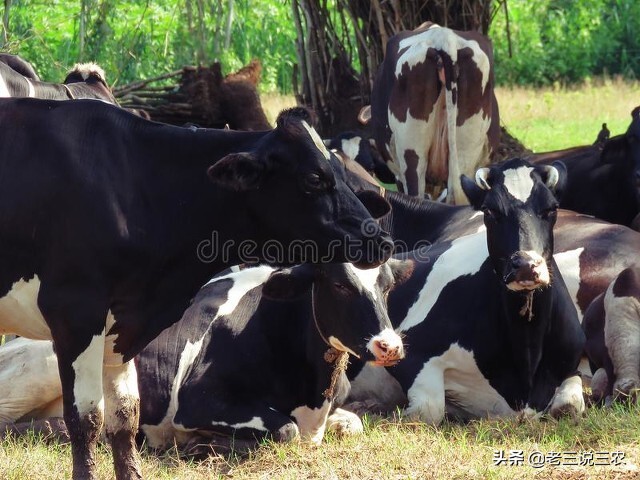 山西大哥养30头牛,山西大哥养牛