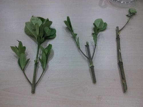 水培栀子花怎么养才开花,栀子花用水培正确养法