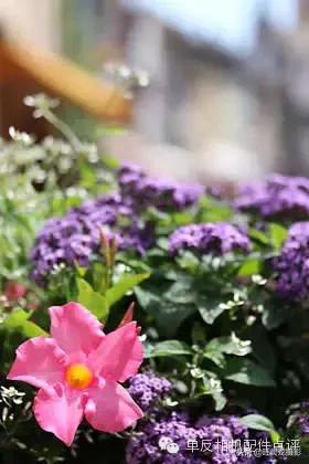 佳能相机镜头基础知识,佳能相机镜头基础知识介绍