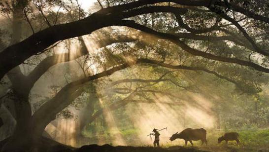 芒种这首歌为啥叫芒种,芒种这首歌为什么叫芒种呢