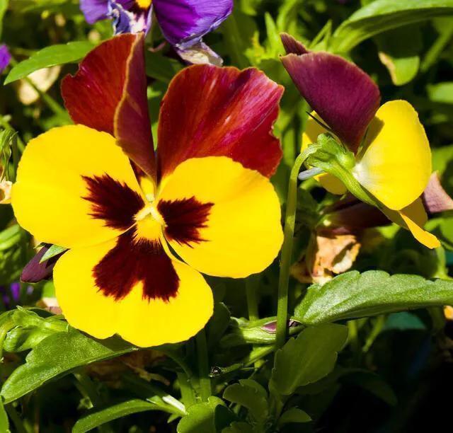 牡丹是国花象征着富贵,日本国花菊花象征什么