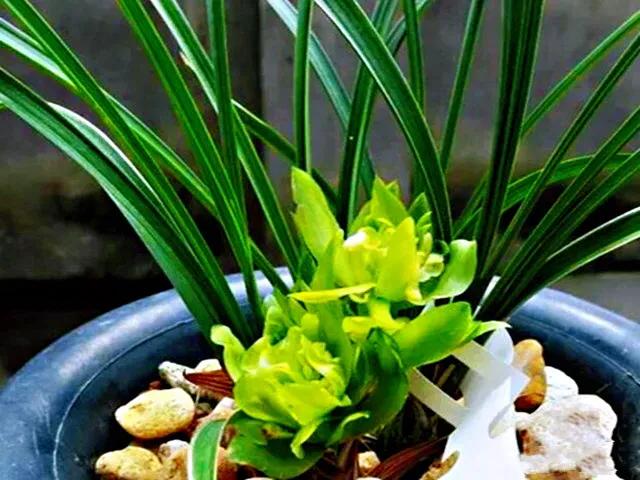 春兰天彭牡丹香味好吗,春兰天彭牡丹兰花简介