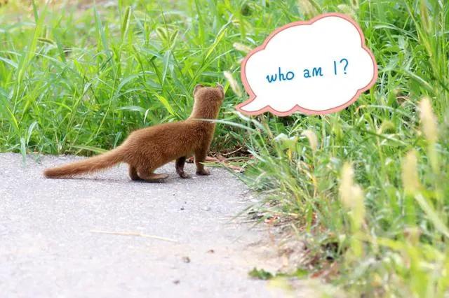 为什么黄鼠狼会频繁光顾同一家,黄鼠狼为什么专偷鸡不咬鸭