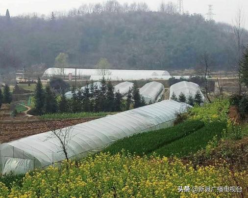苦尽甘来！坚强父亲带幼儿种草莓，终迎生活新希望