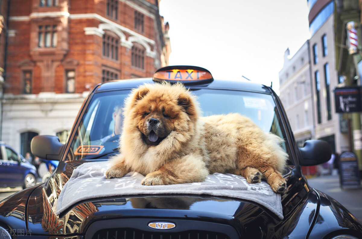 生活中松狮犬的养护须知是什么,松狮犬该怎么养这篇文章为你解读