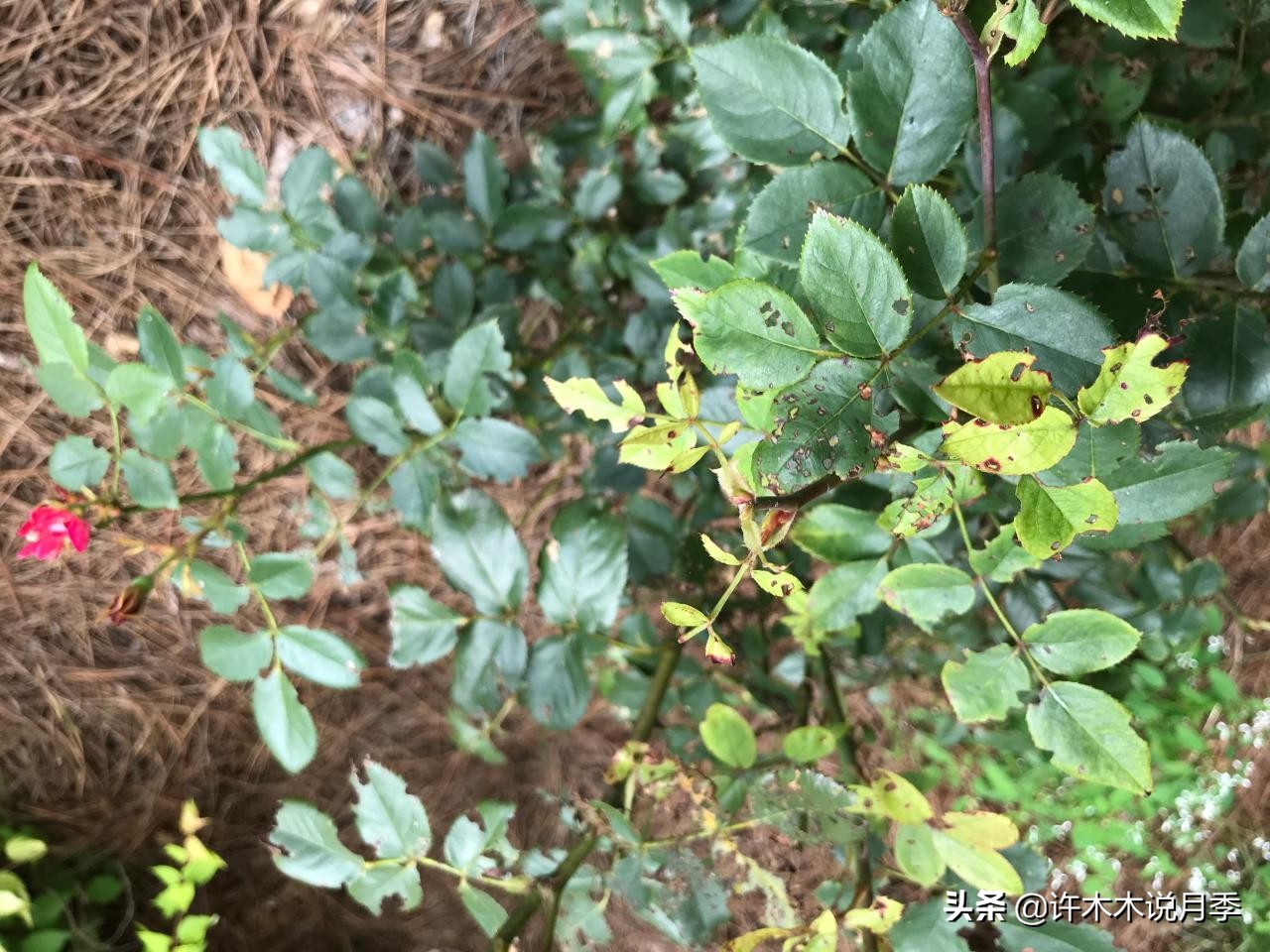 养月季不能忽视的10个问题，新手扫盲教程，快速入门月季养护