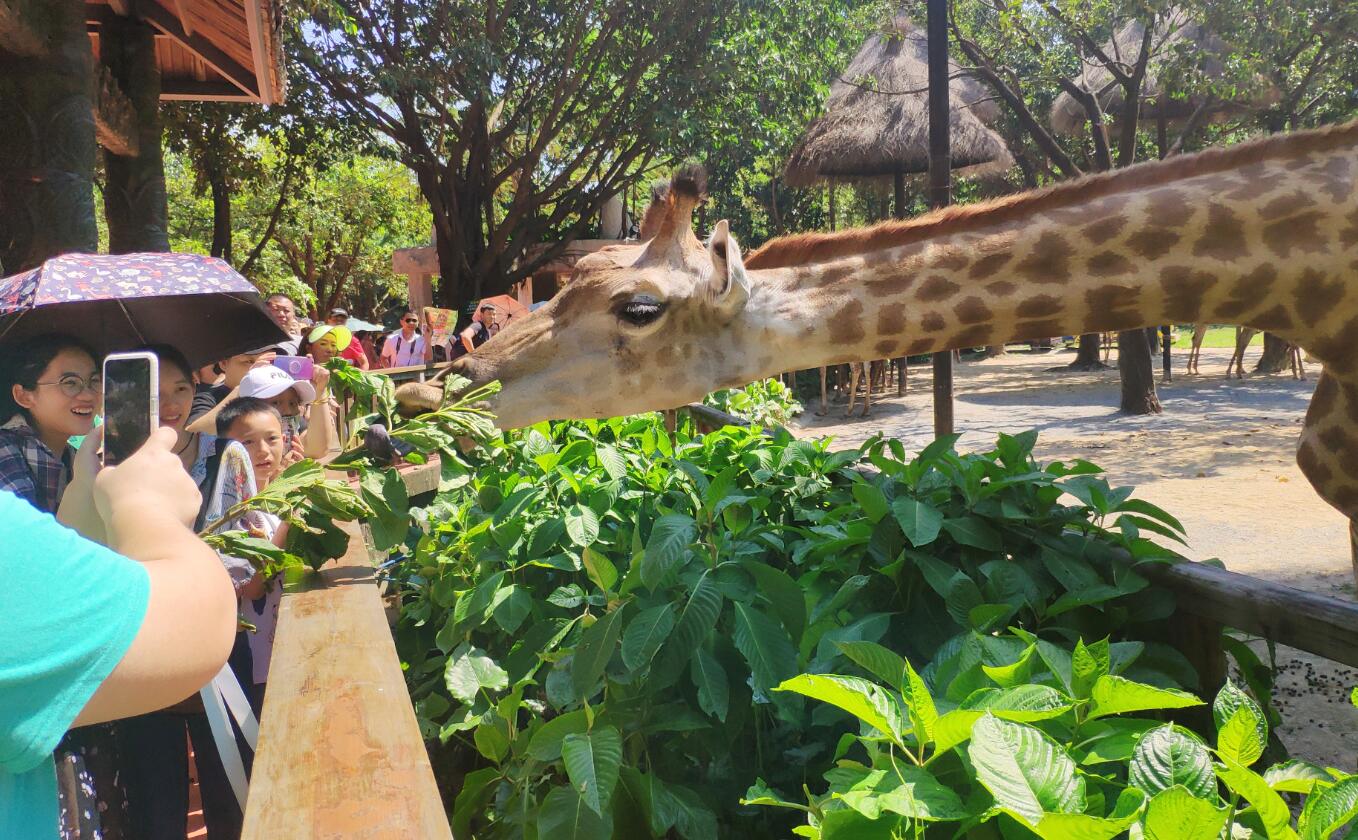 打卡6省最大的野生动物园,打卡各地野生动物园