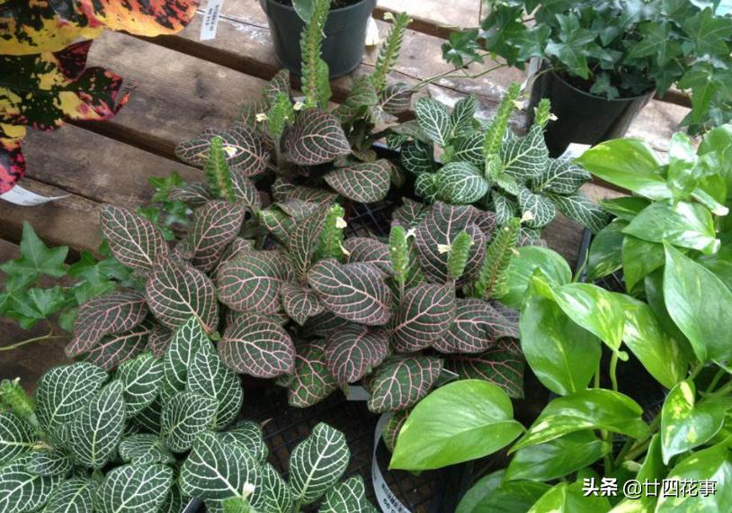 好看的喜阴室内小型绿植都有哪些,哪些绿植耐阴好养颜值高