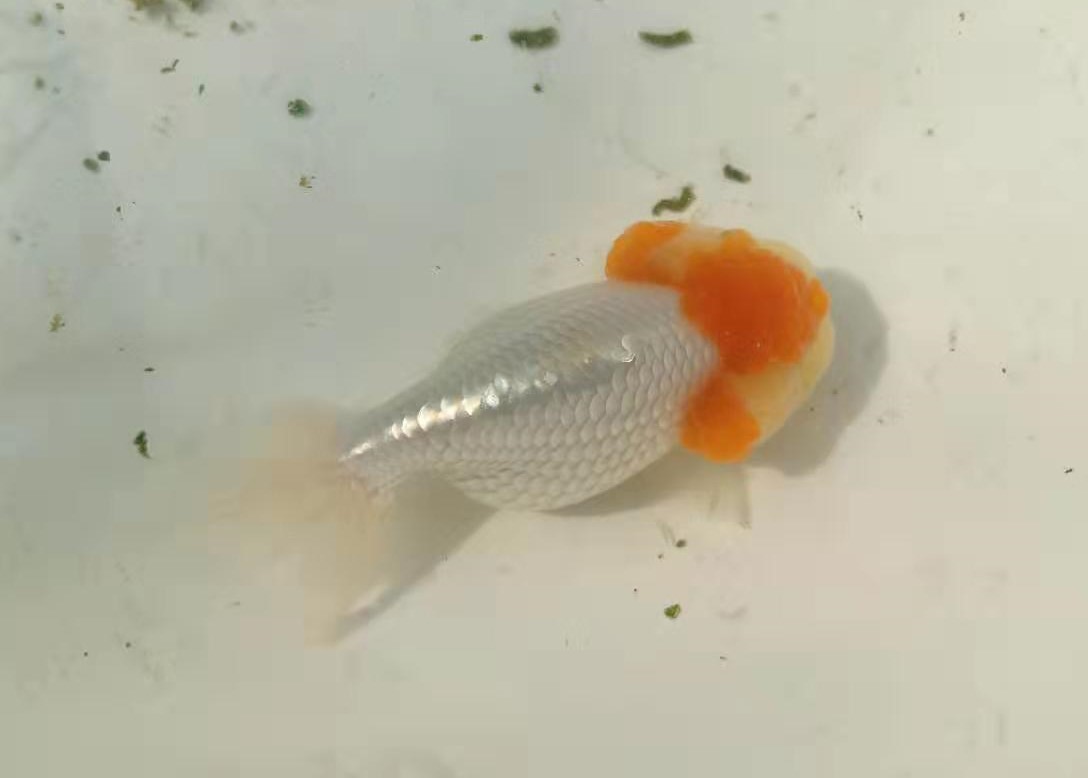 春季几种常见鱼病防治方法,养鱼经常下点什么药能预防鱼病