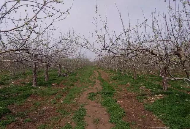 1234修剪法,123果树修剪