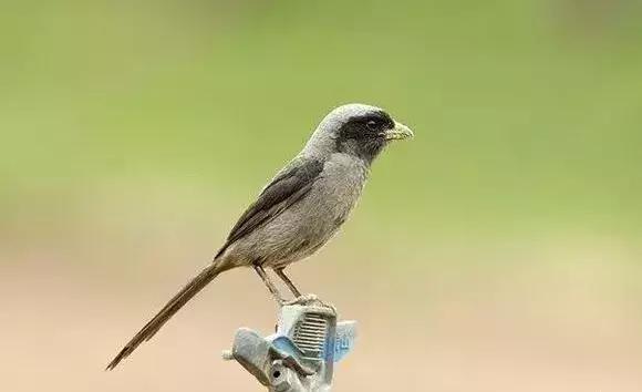 伯劳鸟饲养,没睁眼的伯劳怎样饲养