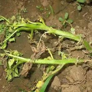 马铃薯常见病虫害及防治方法,马铃薯病虫害诊断与防治论文