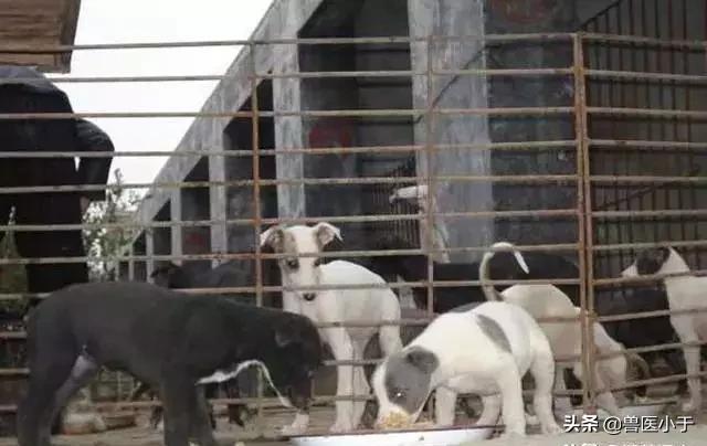 2021年农业养殖致富项目,黑龙江农村养殖致富好项目