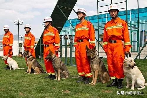 长得最像狼的狗,最帅狗