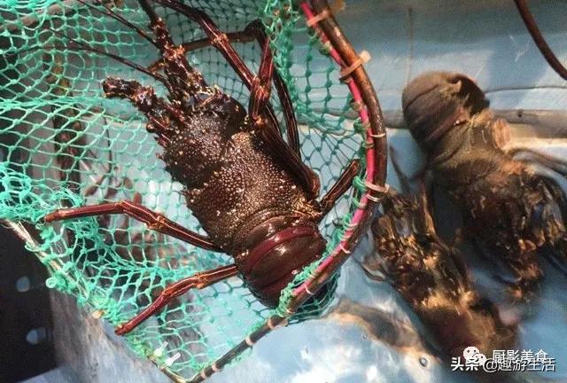 世界上的各种龙虾,世界上最大龙虾