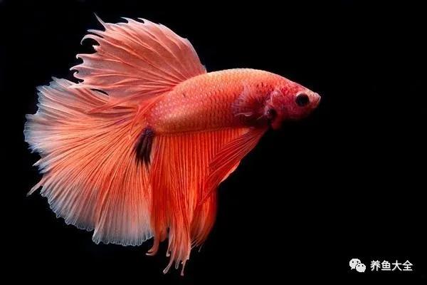 懒人养鱼用什么鱼缸养什么鱼,什么鱼最好养又适合懒人养